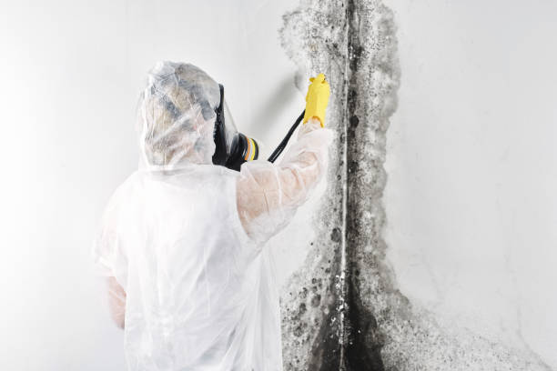 Best Water damage contractors near me  in Plainview, MN