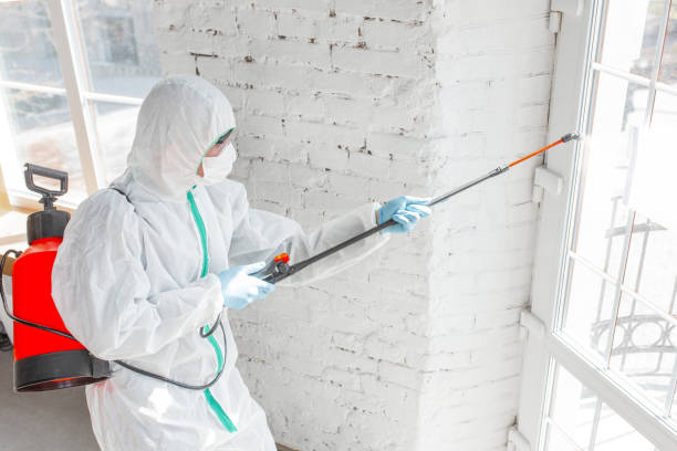 Best Mold removal after water damage  in Plainview, MN